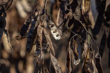 Kara Çekirge 'nin dallardan sarkan bükülmüş tohumlarının yakın görüntüsü bulanık bir arkaplanda farklı şekil ve dokularını gösteriyor..