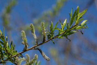 Bahar mevsiminde serpilen yumuşak kedi derileriyle süslenmiş söğüt dalları ılık güneş tarafından aydınlatılır ve açık mavi gökyüzüne karşı kurulur barışçıl bir ortam yaratır..