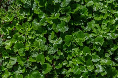 Parlak güneş ışığı altında çeşitli yaprak şekilleri ve boyutları gösteren yoğun yeşil zemin örtüsü bitkileri bölgeyi dolduruyor..