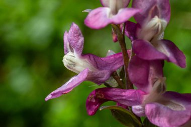 Sakin bir ormanlık alanda, içi boş çiçeklerde canlı mor yapraklar sergilenir. Taze yeşil yapraklar arasında gelişir. Baharın gelişini işaret eder..