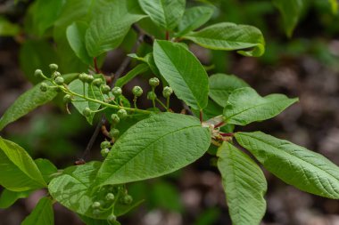 Prunus padus dalları parlak yeşil yapraklar ve bereketli bir orman ortamında baharın gelişini simgeleyen küçük tomurcuklar sergiliyor..