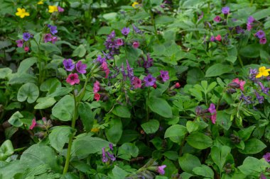 Tıbbi özellikleriyle bilinen akciğer otu, bir bahar günü zengin yeşil yapraklar arasında mor ve pembe çiçek kümeleri sergileyerek ormanda gelişir..