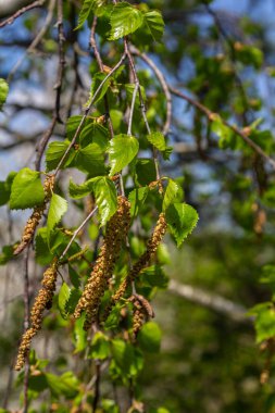 Warty huş ağacı, bahar mevsimi boyunca sakin bir orman atmosferiyle çevrili parlak güneş ışığı altında sarkık kedi derileri ve taze yeşil yapraklar sergiler..