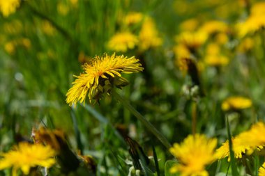 Parlak sarı karahindiba çiçekleri Taraxacum officinale otlak arazisi sıcak güneş ışığı altında serin bir çayır ortamında gelişiyor..