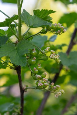 Olgunlaşmamış kırmızı frenk üzümü, bahar mevsimi boyunca güneşli bir bahçede canlı yeşil yapraklarla çevrili bir çalılıkta toplanır..