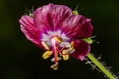 Sardunya fatihi, yaz başında yeşil alanların etrafını arılar ve diğer tozlayıcılarla çevrelerken bir bahçede çarpıcı koyu mor çiçeklerini sergiliyor..