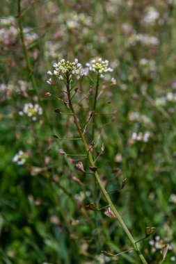 Shepherd 'ın çantasının narin beyaz çiçeklerle büyüdüğü görülür. İnce gövdeler üzerinde toplanır. İlkbaharın sonlarında canlı yeşillik zeminine karşı..