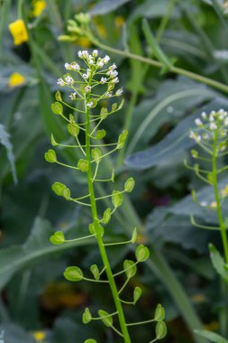Narin beyaz çiçekler ve incecik yeşil çayır demetleri gelişen yeşillik alanlarında kırsal kesimde baharın güzelliğini ön plana çıkarıyor..