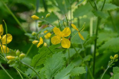 Yeşil bir ortamda Chelidonium Majus, parlak sarı çiçekleri ve özel turuncu özsuyu bahar mevsiminde çok güzel gelişir..