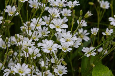Daha büyük dikişotundan oluşan derin yarık çiçek kümeleri yeşil yaprakların arasında bahar başlarında güzelliklerini sergileyen yemyeşil bir çayırda gelişir..