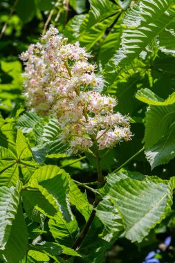 Büyük at kestanesi ağacı çarpıcı palmat yapraklarını ve canlı beyaz çiçek kümelerini baharın ılık güneşli günlerinde bir bahçe manzarasında ortaya çıkarır..