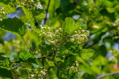 Tatarya Akçaağacı canlı yuvarlak yapraklar sergiliyor. İlkbaharda açan küçük yeşil-beyaz çiçek kümeleriyle süslenip yemyeşil bir zemin oluşturuyor..