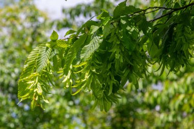 Carpinus Betulus 'un dalları, bahar yapraklarıyla dolu canlı bir park ortamında parlak yeşil dişli yapraklar ve eşsiz kanatlı meyveler sergiler..