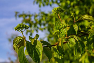 Parlak yeşil yapraklar ve narin beyaz çiçek tomurcukları, sakin bir bahçe ortamında baharın özünü yakalayan sıradan bir kızılcık ağacını süslüyor..
