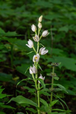 Beyaz helleborine, sıcak yaz aylarında sakin bir ormanlık alanda gelişen ince bir sapın üzerine tünemiş çan şeklinde narin çiçeklere sahiptir..