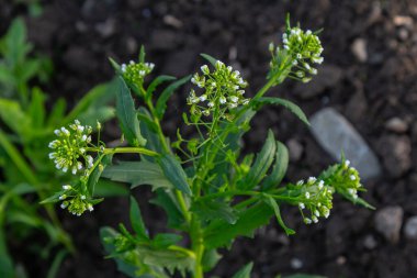Kırsal alanda zengin siyah topraktan çıkan beyaz çiçek kümeleri ve düz podlar baharın gelişini işaret ediyor..