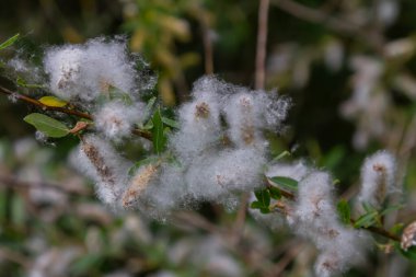 Salix Alba 'nın tüylü beyaz kadife kümeleri bahar boyunca dallarda görülür. Nehir kenarındaki manzaraların doğal güzelliğini artırır..