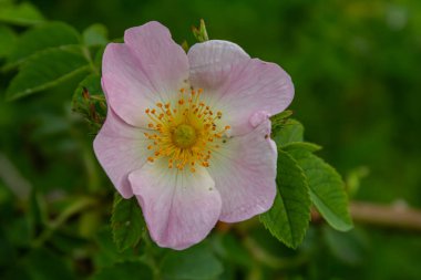 Rosa Canina, canlı yeşil yapraklarla çevrili büyüleyici pembe çiçeklerini sergiliyor ve baharda sakin bir atmosfer yaratıyor. Dikenli kökler doğal karakter ekler..