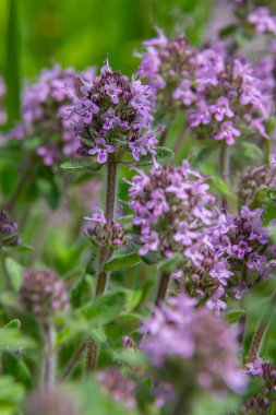 Aromatik yabani kekik bitkileri yeşil yaprakların arasında küçük pembe-mor çiçek kümeleriyle gelişir ve tabiatı güzelleştirir..