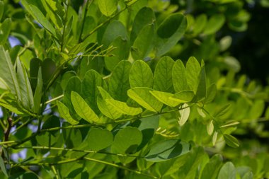 Siyah çekirge ağacının güzel kokulu beyaz çiçekleri. Ağaçlık bir parkta yemyeşil yapraklar eşliğinde güneşli bir bahar öğleden sonra arıları ve kelebekleri cezbediyor..