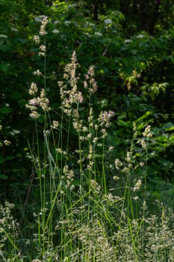 Dactylis glomerata 'nın sayısız uzun kökleri bu yaygın otların sağlamlığını vurgulayan zengin yeşil yapraklar arasında yoğun çiçek kümeleri sergiliyor..