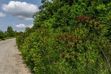 Sahte Indigo çalılarının parlak mor çiçekleri güneşli bir bahar gününde doğanın güzelliğini gözler önüne seren sakin bir kır yolu..