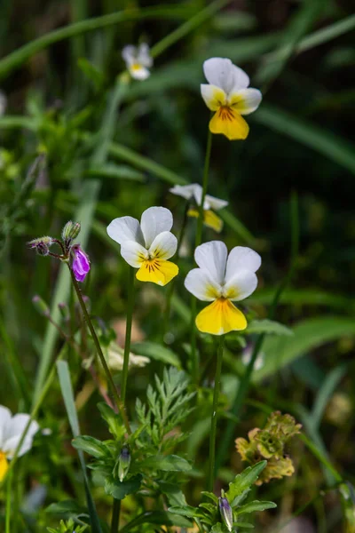 Yeşil yaprakların arasında açan, parlak, sarı, menekşe çiçekleri sakin bir ormanlık alanda baharın yenilenmesini sembolize ediyor. Kalp şeklindeki yapraklar yemyeşil manzarayı güzelleştirir..