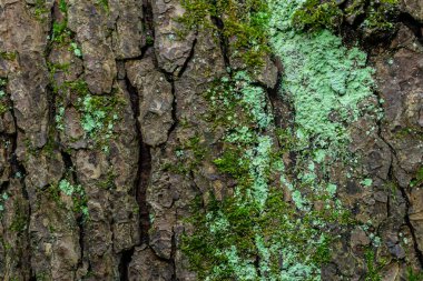 Ağaç kabuğu liken, birden fazla mantar türünün lifleri arasında yaşayan bir alg ya da siyanobakterinin simbiyozu. Mantar küf lekesi ormanda çürük bir ağaçta yaşar. Biyoloji ve biyolojik çeşitlilik kavramı.