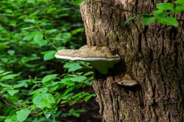 Fomitopsis pinicola, yumuşak ahşap ve parke ağaçlarında yaygın olarak rastlanan bir kök çürüme mantarıdır. Kıvrımlı meyve gövdesi kırmızı kemerli büzük olarak bilinir. Bu tür Orta Avrupa ve Asya 'da yaygındır..