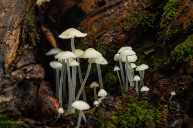 Parmelia sulcata ve Hemimycena delectabilis mantar kümeleri, ılıman bir orman ortamında, zengin yeşil yosunlarla çevrili çürüyen bir kütükte gelişir..
