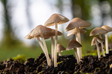 Amanita falloides ve Mycena galericulata 'nın özelliklerini gösteren narin mantarlar orman zemininden yemyeşil bir arka planda ortaya çıkar..