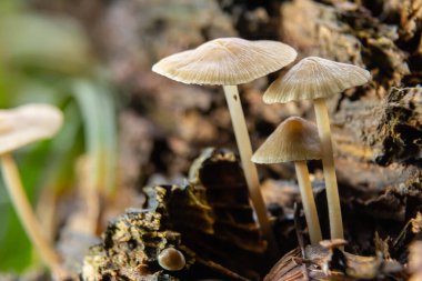 Üç narin mantar, Psathyrella ve Mycena galericulata zengin bir orman ortamında çürüyen bir ağaçtan çıkarak benzersiz şekillerini ve dokularını sergilerler..