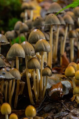 Sülfür tozu, tire faşciculare ya da ölü bir ağaçta kümelenmiş ahşap sevici..