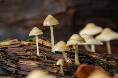 Hassas mantar kümeleri, özellikle Psathyrella ve Mycena galericulata, sonbaharda bir ormanın tipik toprak tonlarıyla çevrelenmiş çürümüş odunlarla beslenirler..