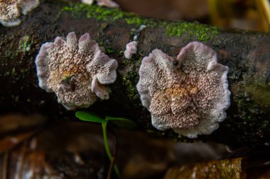 Xylodon mantarları canlı bir ormanda düşmüş bir kütükte gelişir. Ekosistemin karmaşık güzelliğini vurgulayan eşsiz dokular ve renkler sergiler..