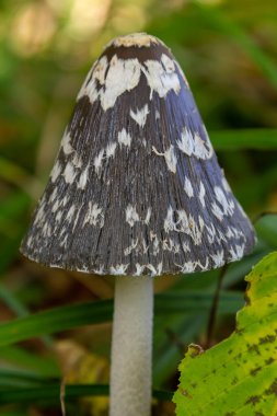 Coprinopsis Picacea. Magpie mantarı olarak da bilinir. Ormanda zehirli mantar..
