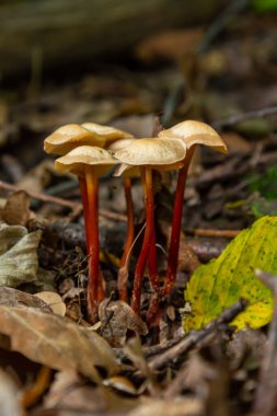 İnce kırmızı saplı ve soluk başlıklı micena crocata mantarları orman tabanından, sonbahar yaprakları ve dallarla çevrili, doğal bir ortamda ortaya çıkar..