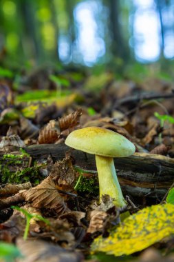 Ağaçların arasından süzülen yumuşak güneş ışığıyla aydınlatılmış, düşmüş yapraklar ve yeşilliklerle çevrili, orman zemininden narin sarı bir mantar çıkar..