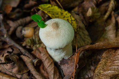 Lycoperdon perlatum mantarının detaylı bir görüntüsü, bilinen adıyla tütsülenmiş mantar, orman zemininde duruyor. Dokuları, yuvarlak şekli, yeryüzünün çevresiyle çelişiyor..