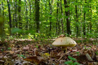 Bereketli bir ormanda, büyük bir Amanita falloides mantarı daha küçük Gyroporus siyanesanlarıyla tezat oluşturur. Düşen yapraklar ve yerden çıkan genç bitkilerle çevrelenir..