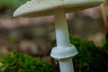 Amanita Pantherina, ya da Panter Kaptanı, güzel ve ikonik bir mantar. Amanita muscaria 'nın dilsiz bir akrabası veya sinek agariği, kepi koyu kahverengi beyaz noktalı koyu bir desen içerir.