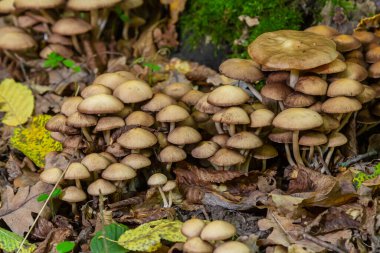 Sülfür tozu, tire faşciculare ya da ölü bir ağaçta kümelenmiş ahşap sevici..
