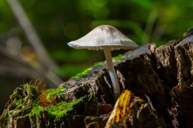 Küçük mantarlar Psathyrella ve Mycena galericulata canlı yeşil yosunlarla çevrili çürüyen bir kütükten çıkar ve sakin bir orman ortamında yapraklar bırakır..