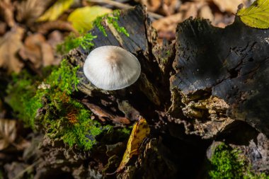 Psathyrella ve Mycena galericulata mantarlarının dökülen yapraklar ve yeşil yosunlarla çevrili canlı bir sonbahar ormanında çürüyen odunlar üzerinde büyüdükleri görülüyor..