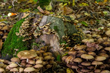 Sülfür tozu, tire faşciculare ya da ölü bir ağaçta kümelenmiş ahşap sevici..