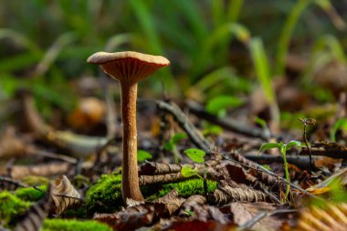İki farklı mantar türü, amanita phalloides ve Cortinarius rubellus, alacakaranlıkta canlı bir orman ortamında dökülen yapraklar ve yosunlar arasında büyürler..