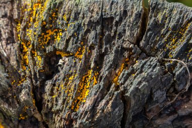 Lycogala 'nın parlak sarı sporu çürüyen odunları kaplıyor, yaz sonlarında bir orman ortamında belirgin bir görünüm sergiliyorlar..