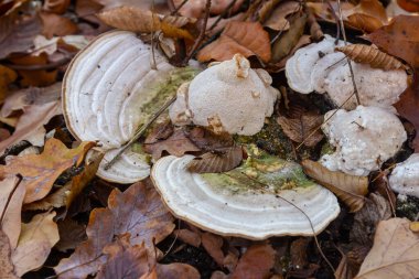 Lycogala epidendrum ve Trametes hirsuta mantarlarının orman zemininde düşen sonbahar yaprakları arasında gelişerek sonbaharda doğanın güzelliğini gösterdikleri görülmektedir..