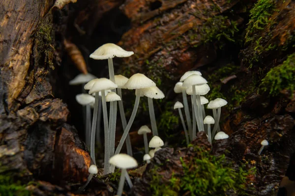 Parmelia sulcata ve Hemimycena delectabilis mantar kümeleri, ılıman bir orman ortamında, zengin yeşil yosunlarla çevrili çürüyen bir kütükte gelişir..