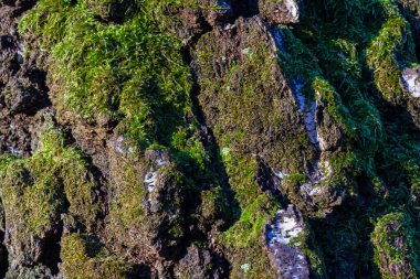 Güneş ışığıyla kaplı yosun kaplı kayaların dokularında bereketli yeşilliklerle dolu sakin bir ortamda doğanın güzelliğini vurgulayan karmaşık desenler ortaya çıkıyor..